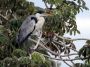 Day04 - 10 * White-necked Heron